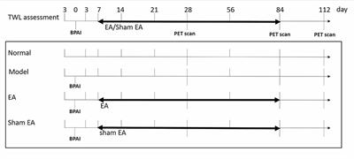 Electroacupuncture-Related Metabolic Brain Connectivity in Neuropathic Pain due to Brachial Plexus Avulsion Injury in Rats